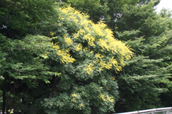 今年も咲きました。モクゲンジの花です。去年と同じ角度から。