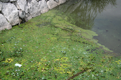 アオコ（青粉）です。手前の水草はヒシです