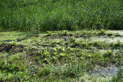 植栽地です