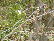 桜（ソメイヨシノ）です