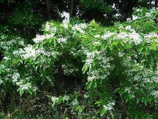 ヒトツバタゴが白い花を咲かせています