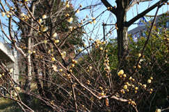 ロウバイ(蝋梅）の花です