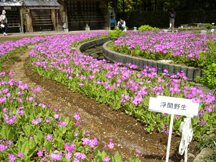 浮間野生種の花