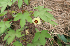 ワタの花（それも日本の綿）です