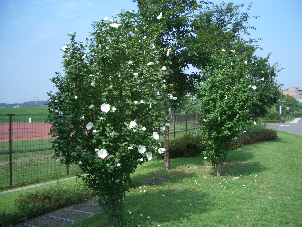 ムクゲ（木槿）の花