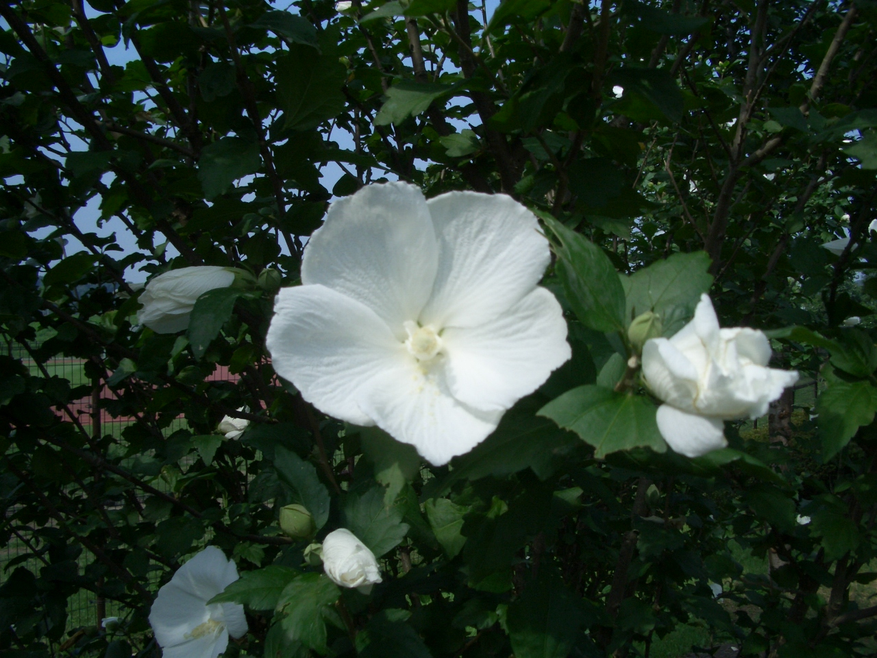 ムクゲ（木槿）の花