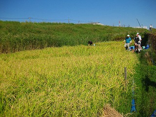 2012稲刈り1.jpg