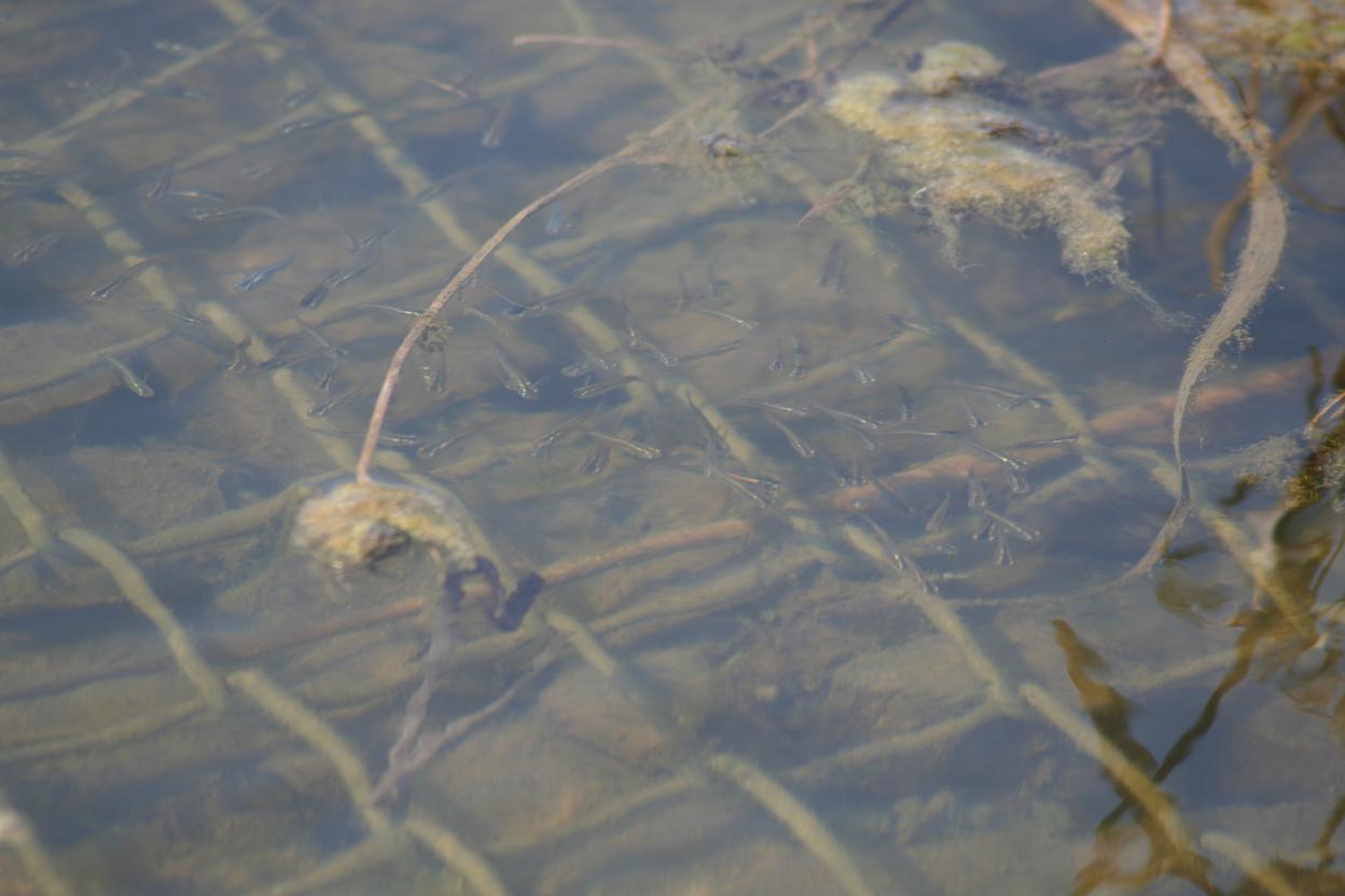 水面の反射でよく見えませんが、メダカの学校です。