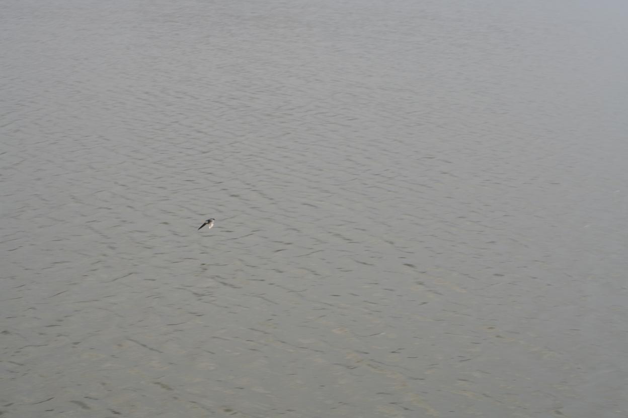 水面を低く飛ぶツバメです。