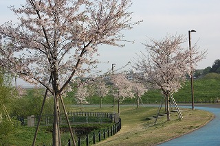 ②園路沿い桜並木.jpg
