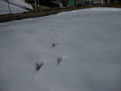 ☆021雪の上を歩いた鳥の足跡.jpg