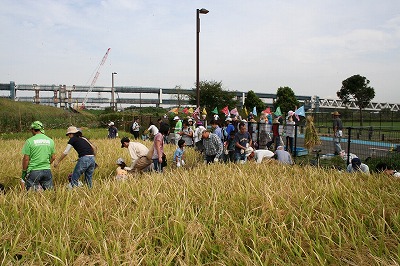 イネとカボチャの収穫 (6).jpg