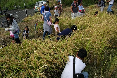 イネとカボチャの収穫 (8).jpg