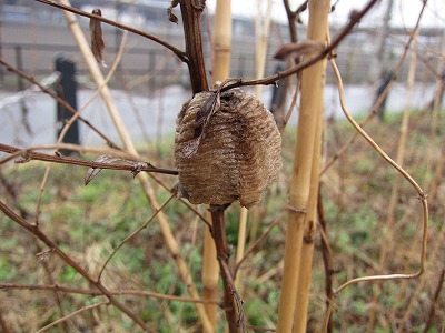 オオカマキリ（卵）.jpg