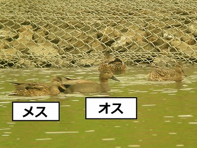 オカヨシガモ.jpg