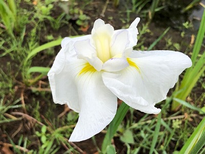 ハナショウブ0529_2.jpg