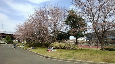 三分咲きの木.jpg