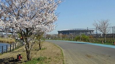 北側の桜も.jpg