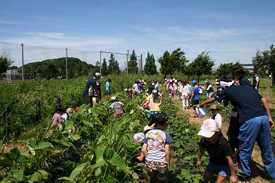 小机小雑草抜き (3).jpg