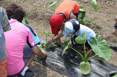 小机食育雑草抜き (1).jpg