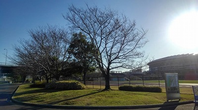 新横浜公園の標準木.jpg