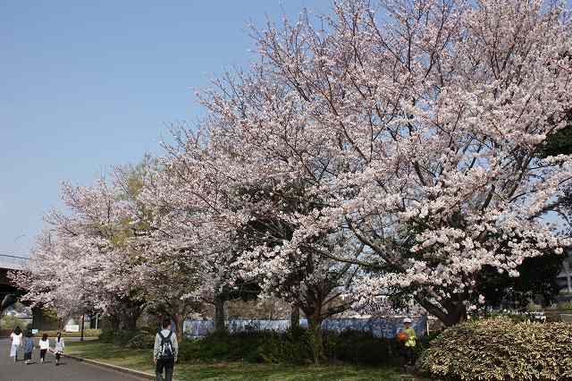 桜満開_1 2019.jpg