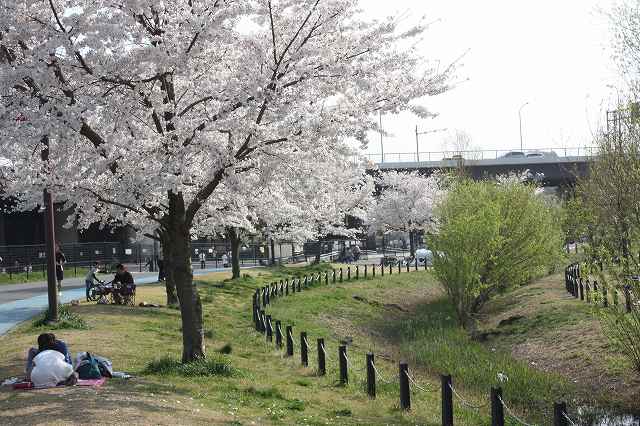 桜満開_2.jpg