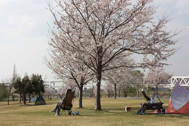 桜満開_6.jpg