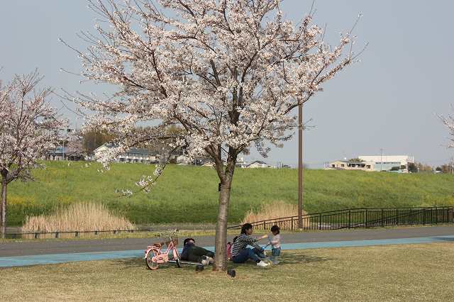 桜満開_8.jpg