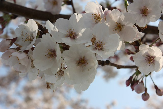 桜満開_9.jpg