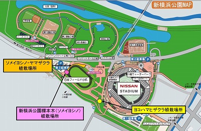 桜見頃情報2 (1)地図.jpg