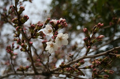 桜開花情報３ (1).jpg