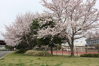 標準木全景.jpg