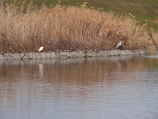 水鳥.jpg