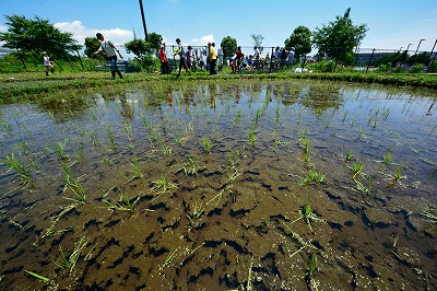 田植えの後.jpg