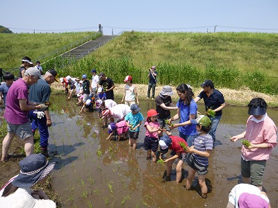 田植え花植え、かぼちゃも５.jpg