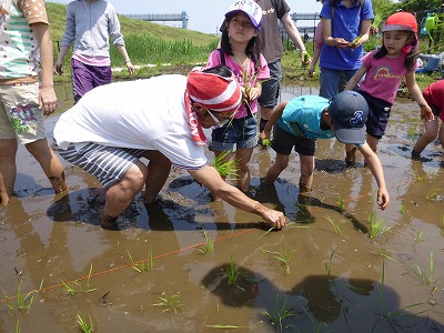 田植え花植え、かぼちゃも６.jpg