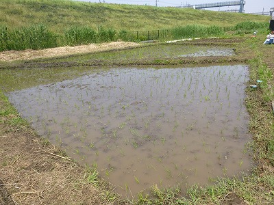 田植え花植え、かぼちゃも８.jpg