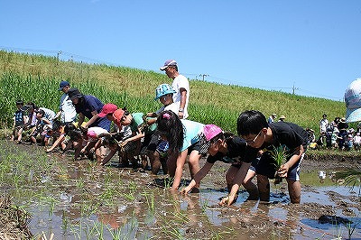 田植え花植えイベント (6).jpg