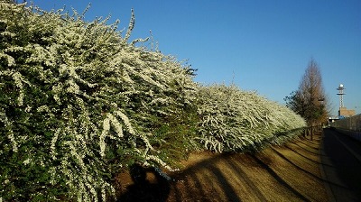 脇にあるユキヤナギ.jpg