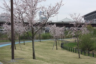 草地花見ﾎﾟｲﾝﾄ.jpg