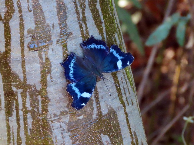 新横浜公園生きもの観察日記385 - 日産スタジアム（新横浜公園