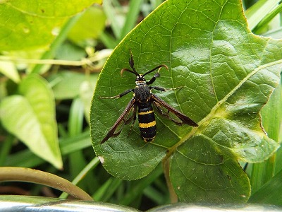新横浜公園生きもの観察日記293 - 日産スタジアム（新横浜公園