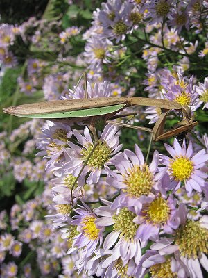 オオカマキリ.jpg