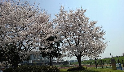 新横浜公園標準木.jpg