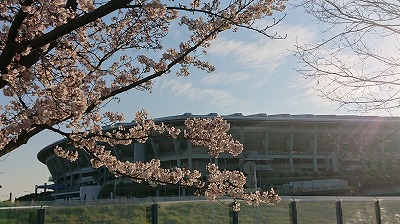 2019桜開会情報（満開直前）_1.jpg