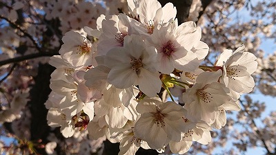 2019桜開会情報（満開直前）_2.jpg