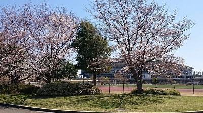 2019桜開会情報（満開直前）_3.jpg