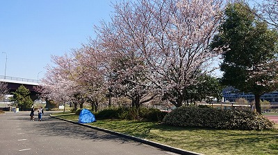 2019桜開会情報（満開直前）_4.jpg