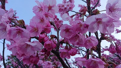 2019桜開会情報（満開直前）_6.jpg